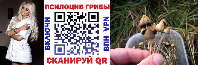 Галлюциногенные грибы мицелий  Сланцы 